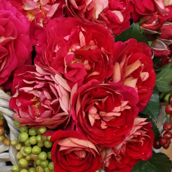 Trandafiri Floribunda - Trandafiri - Die Sehenswerte ® - 